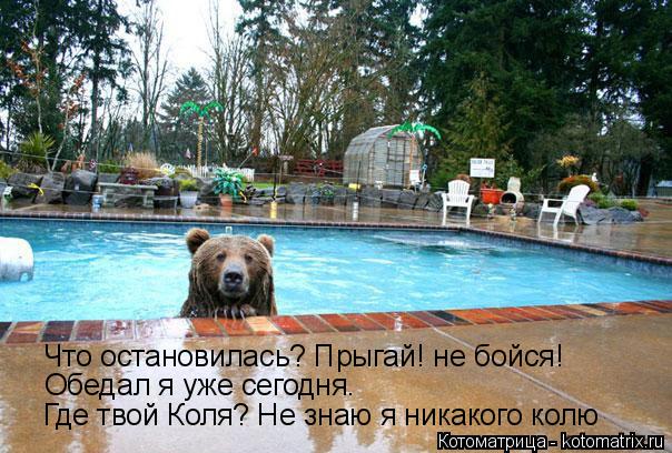 Котоматрица: Что остановилась? Прыгай! не бойся! Обедал я уже сегодня. Где твой Коля? Не знаю я никакого колю