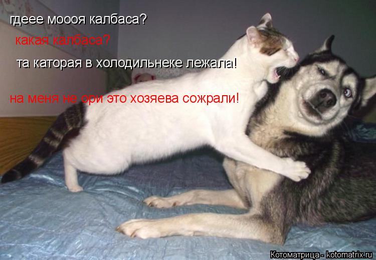 Котоматрица: гдеее моооя калбаса? какая калбаса? та каторая в холодильнеке лежала! на меня не ори это хозяева сожрали!