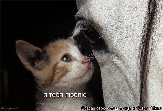 Котоматрица: я тебя люблю