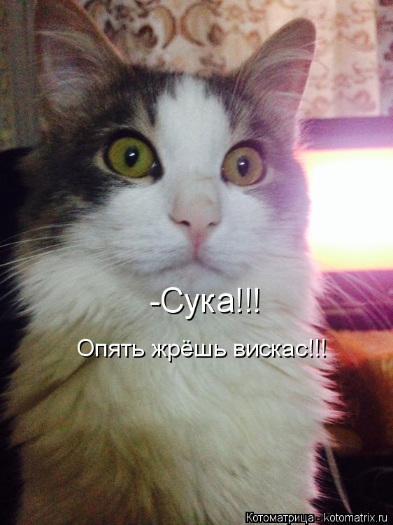 Котоматрица: -Сука!!! Опять жрёшь вискас!!!