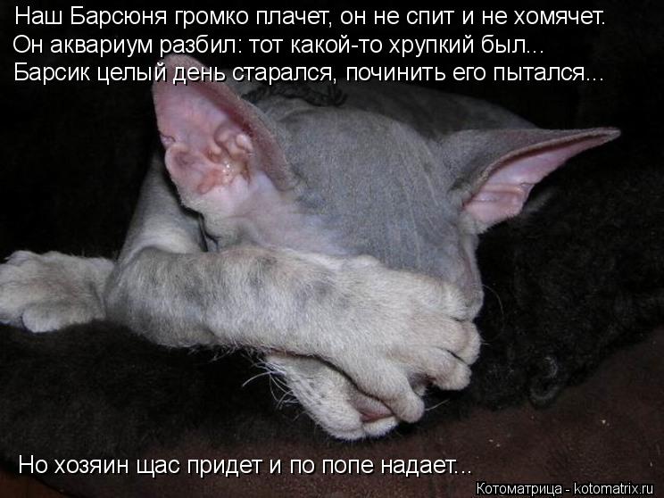Котоматрица: Наш Барсюня громко плачет, он не спит и не хомячет. Он аквариум разбил: тот какой-то хрупкий был... Барсик целый день старался, починить его пы