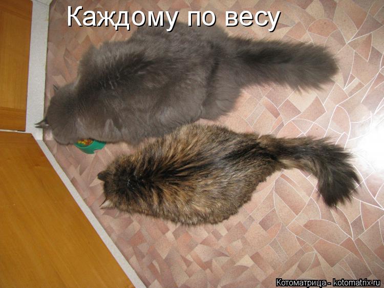Каждому по весу... Котоматрица: Каждому по весу