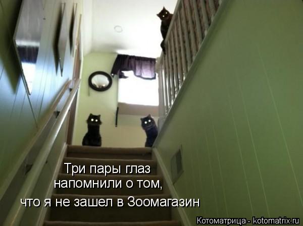 Три пары глаз напомнили о том, что я не зашел в Зоомагазин... Котоматрица: Три пары глаз напомнили о том, что я не зашел в Зоомагазин
