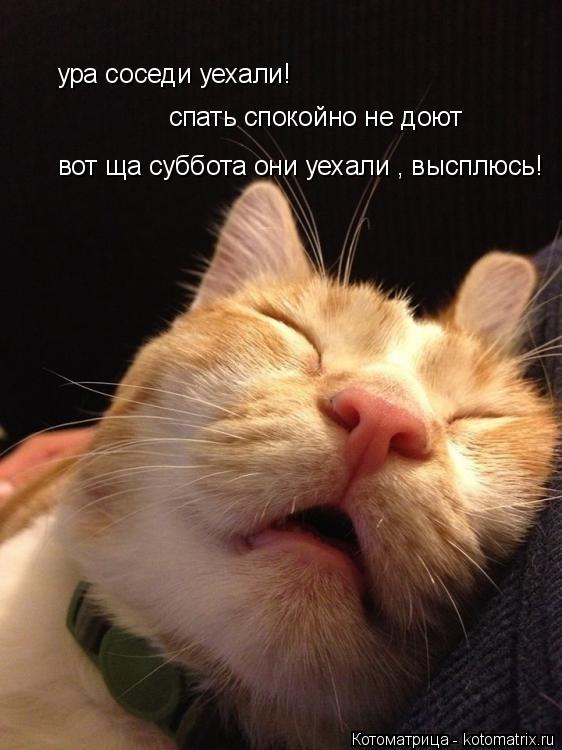 Котоматрица: ура соседи уехали! спать спокойно не доют вот ща суббота они уехали , высплюсь!