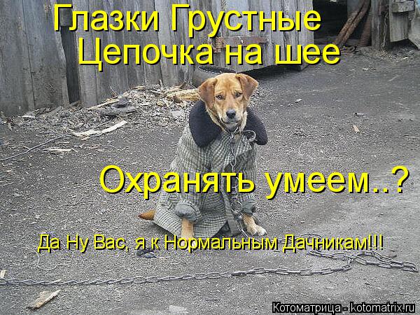 Котоматрица: Глазки Грустные Цепочка на шее Охранять умеем..? Да Ну Вас, я к Нормальным Дачникам!!!