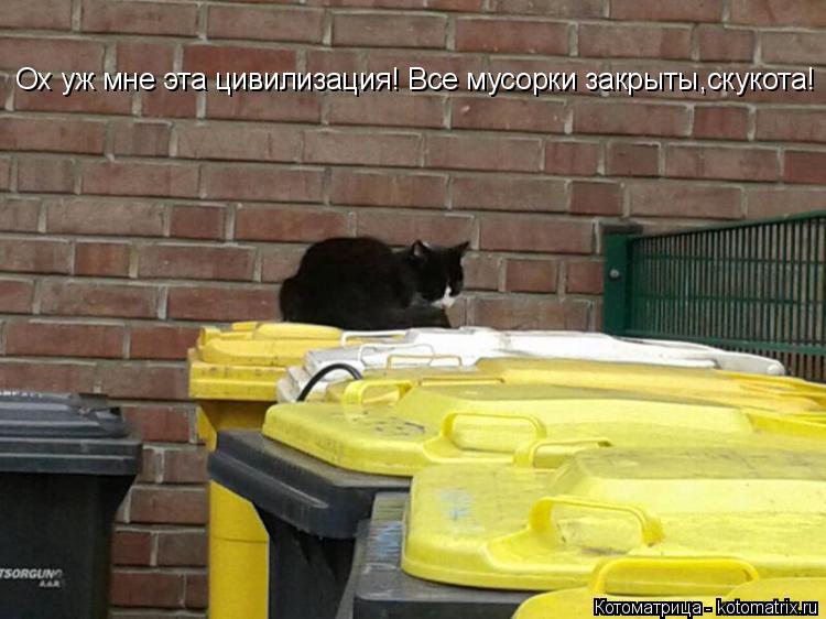 Котоматрица: Ох уж мне эта цивилизация! Все мусорки закрыты,скукота!