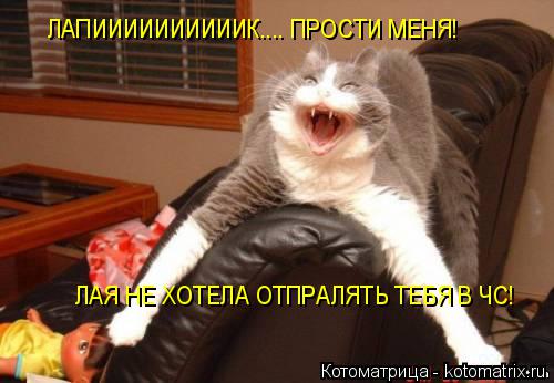 Котоматрица: ЛАПИИИИИИИИИИК.... ПРОСТИ МЕНЯ! ЛАЯ НЕ ХОТЕЛА ОТПРАЛЯТЬ ТЕБЯ В ЧС!