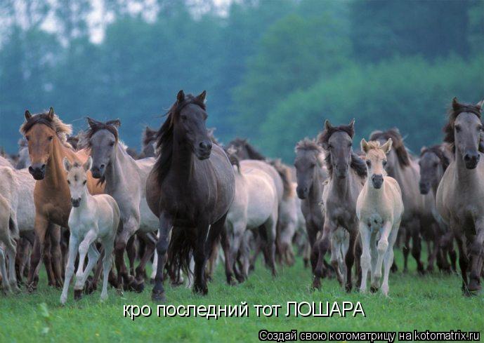 Котоматрица: кро последний тот ЛОШАРА