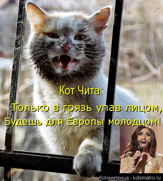 Котоматрица: Кот Чита: Только в грязь упав лицом, Будешь для Европы молодцом!