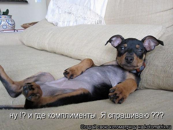 ну !? и где комплименты ,Я спрашиваю ???... Котоматрица: ну !? и где комплименты ,Я спрашиваю ???