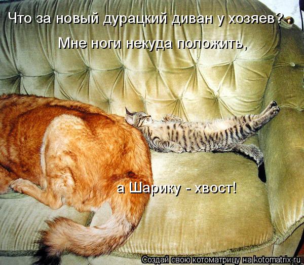 Котоматрица: Что за новый дурацкий диван у хозяев? а Шарику - хвост! Мне ноги некуда положить,
