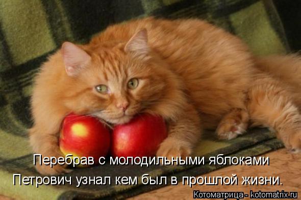 Котоматрица: Перебрав с молодильными яблоками Петрович узнал кем был в прошлой жизни.