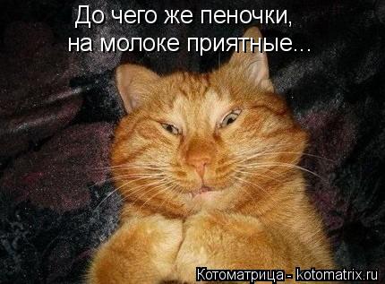 Котоматрица: До чего же пеночки, на молоке приятные...