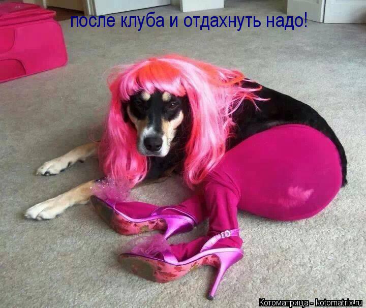 Котоматрица: после клуба и отдахнуть надо!