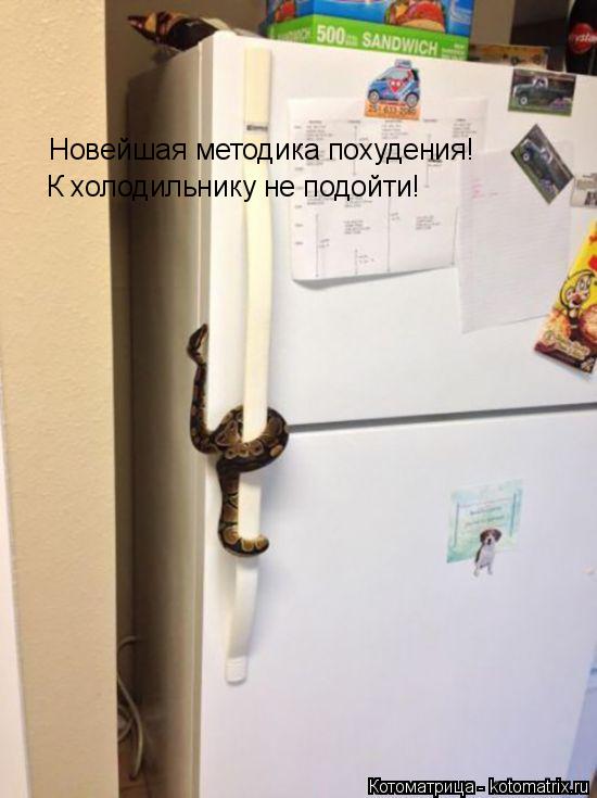 Новейшая методика похудения! К холодильнику не подойти!... Котоматрица: Новейшая методика похудения! К холодильнику не подойти!