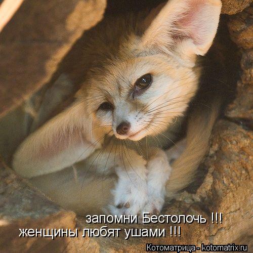 запомни Бестолочь !!! женщины любят ушами !!!... Котоматрица: запомни Бестолочь !!! женщины любят ушами !!!