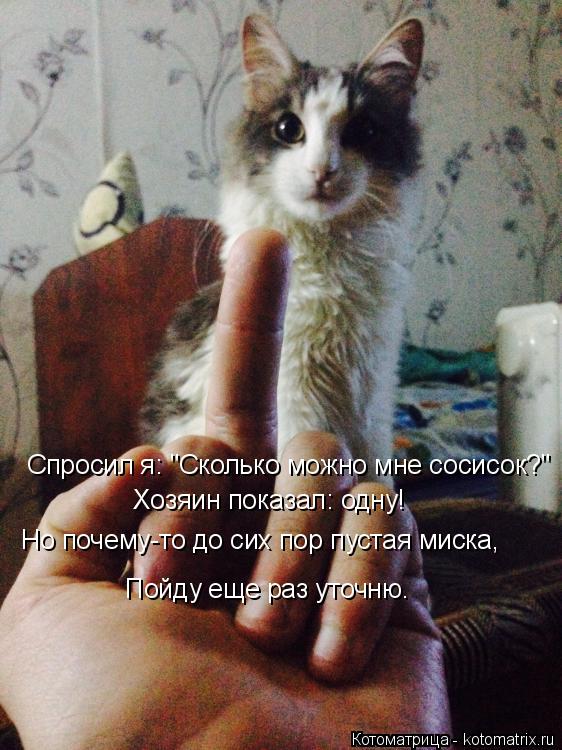 Котоматрица: Спросил я: "Сколько можно мне сосисок?" Хозяин показал: одну! Но почему-то до сих пор пустая миска, Пойду еще раз уточню.
