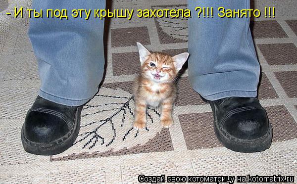 Котоматрица: - И ты под эту крышу захотела ?!!! Занято !!!