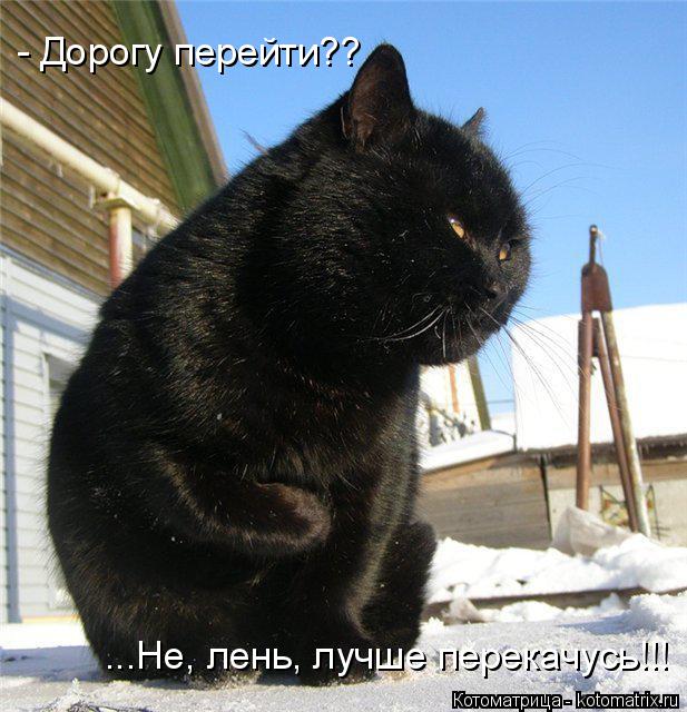 - Дорогу перейти?? ...Не, лень, лучше перекачусь!!!... Котоматрица: - Дорогу перейти?? ...Не, лень, лучше перекачусь!!!