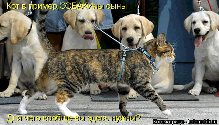 Котоматрица: Кот в пример,СОБАКИны сыны, Для чего вообще вы здесь нужны?