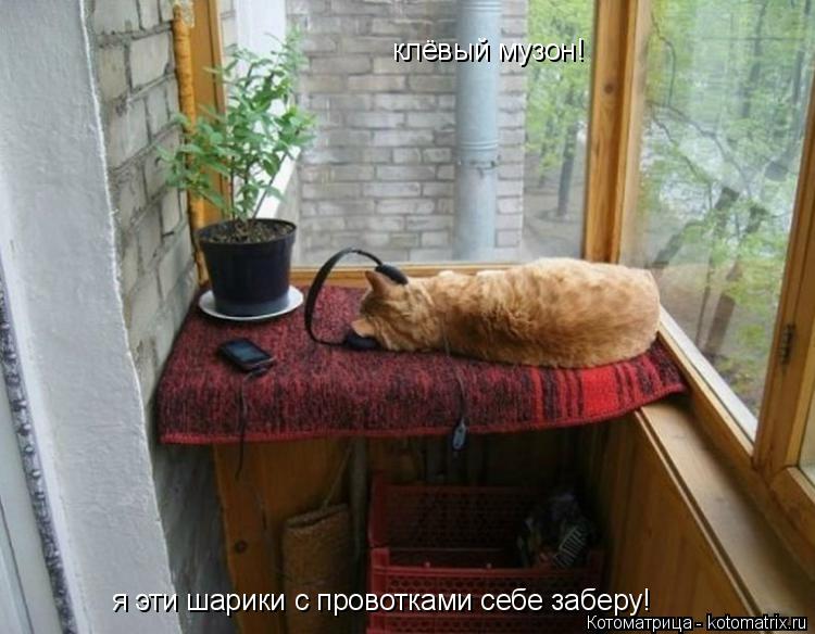 Котоматрица: клёвый музон! я эти шарики с провотками себе заберу!