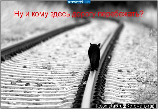 Ну и кому здесь дорогу перебежать?... Котоматрица: Ну и кому здесь дорогу перебежать?