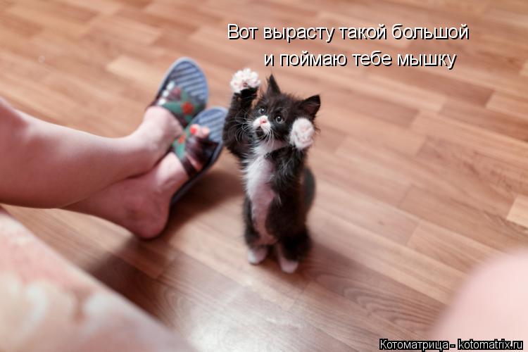 Котоматрица: Вот вырасту такой большой и поймаю тебе мышку