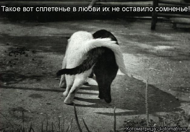 Котоматрица: Такое вот сплетенье в любви их не оставило сомненье!