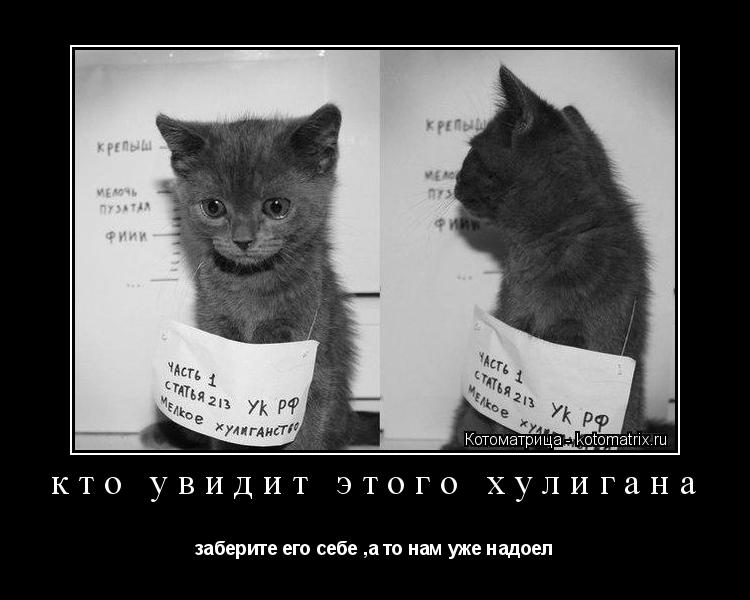 кто увидит этого хулигана заберите его себе ,а то нам уже надоел... Котоматрица: кто увидит этого хулигана заберите его себе ,а то нам уже надоел
