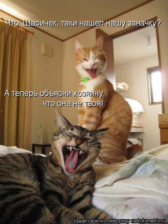 Что, Шаричек, таки нашел нашу заначку? А теперь объясни хозяину, что она не твоя!... Котоматрица: Что, Шаричек, таки нашел нашу заначку? А теперь объясни хозяину, что она не твоя!