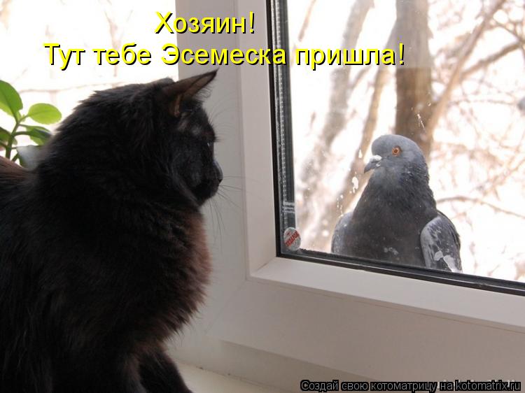 Котоматрица: Хозяин! Тут тебе Эсемеска пришла!