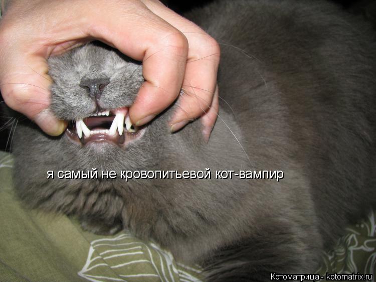 я самый не кровопитьевой кот-вампир... Котоматрица: я самый не кровопитьевой кот-вампир