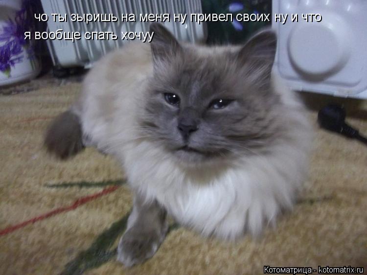 чо ты зыришь на меня ну привел своих ну и что я вообще спать хочуу... Котоматрица: чо ты зыришь на меня ну привел своих ну и что я вообще спать хочуу