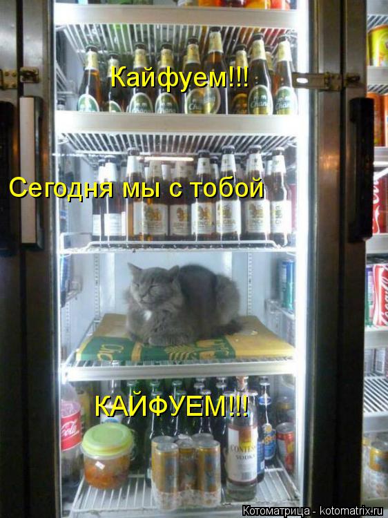Кайфуем!!! Сегодня мы с тобой КАЙФУЕМ!!!... Котоматрица: Кайфуем!!! Сегодня мы с тобой КАЙФУЕМ!!!
