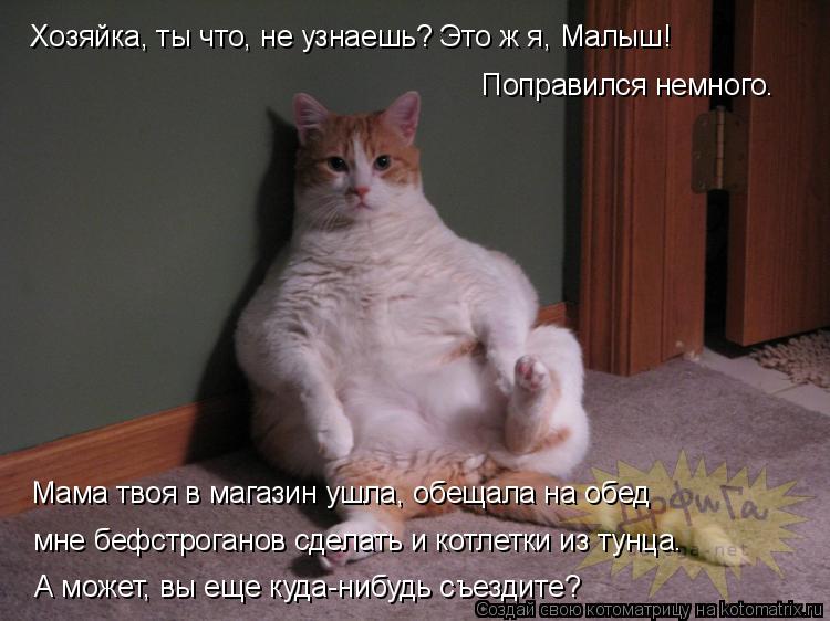 Котоматрица: Хозяйка, ты что, не узнаешь? Это ж я, Малыш!  Поправился немного. Мама твоя в магазин ушла, обещала на обед  мне бефстроганов сделать и котлетк