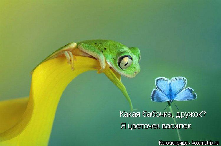 Какая бабочка, дружок? Я цветочек василек... Котоматрица: Какая бабочка, дружок? Я цветочек василек