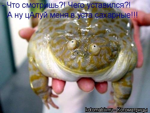 А ну цАлуй меня в уста сахарные!!! - Что смотришь?! Чего уставился?!... Котоматрица: А ну цАлуй меня в уста сахарные!!! - Что смотришь?! Чего уставился?!