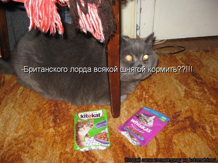 -Британского лорда всякой шнягой кормить??!!!... Котоматрица: -Британского лорда всякой шнягой кормить??!!!