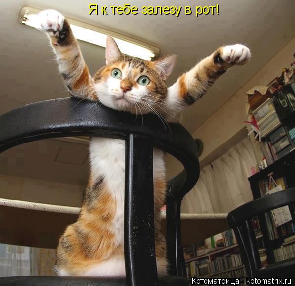 Котоматрица: Я к тебе залезу в рот!