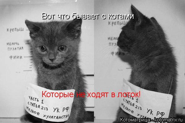 Котоматрица: Вот что бывает с котами Которые не ходят в лоток!