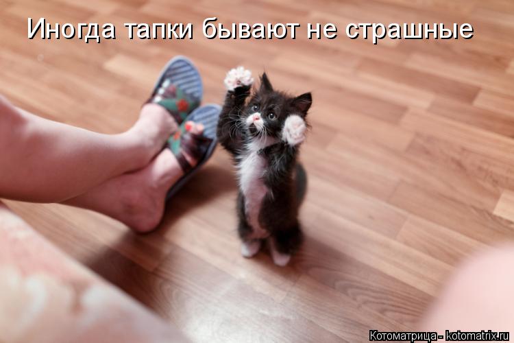 Котоматрица: Иногда тапки бывают не страшные