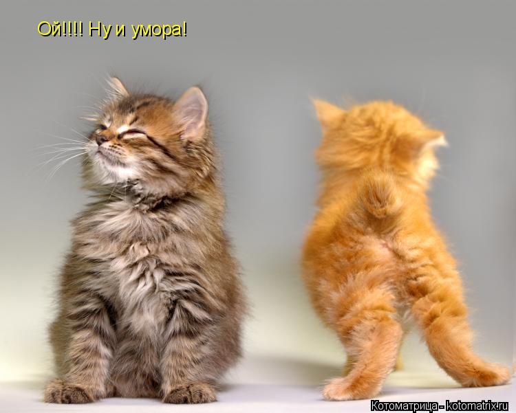 Котоматрица: Ой!!!! Ну и умора!