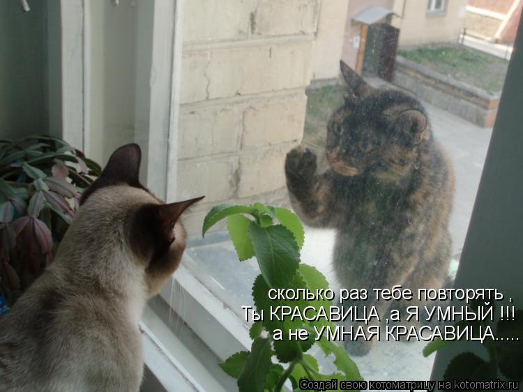 сколько раз тебе повторять , Ты КРАСАВИЦА ,а Я УМНЫЙ !!! а не УМНАЯ КРАСАВИЦА........ Котоматрица: сколько раз тебе повторять , Ты КРАСАВИЦА ,а Я УМНЫЙ !!! а не УМНАЯ КРАСАВИЦА.....