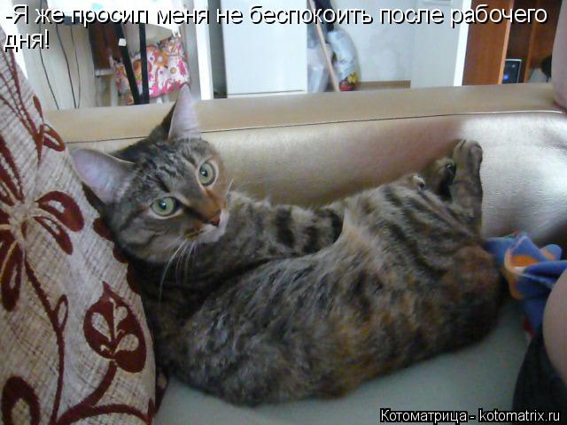 -Я же просил меня не беспокоить после рабочего дня!... Котоматрица: -Я же просил меня не беспокоить после рабочего дня!