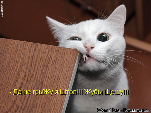 - Да не грыЖу я Штол!!! Жубы Щешу!!!... Котоматрица: - Да не грыЖу я Штол!!! Жубы Щешу!!!