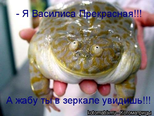 А жабу ты в зеркале увидишь!!! - Я Василиса Прекрасная!!!... Котоматрица: А жабу ты в зеркале увидишь!!! - Я Василиса Прекрасная!!!