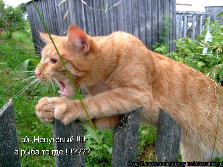 эй ,Непутёвый !!!! а рыба то где !!!????... Котоматрица: эй ,Непутёвый !!!! а рыба то где !!!????