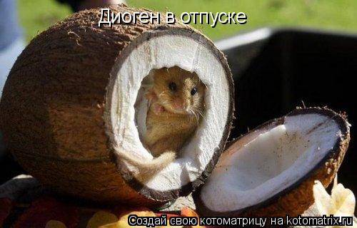 Диоген в отпуске... Котоматрица: Диоген в отпуске
