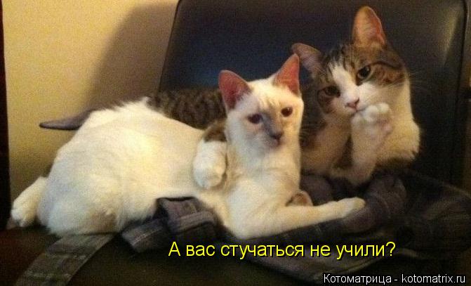 Котоматрица: А вас стучаться не учили?