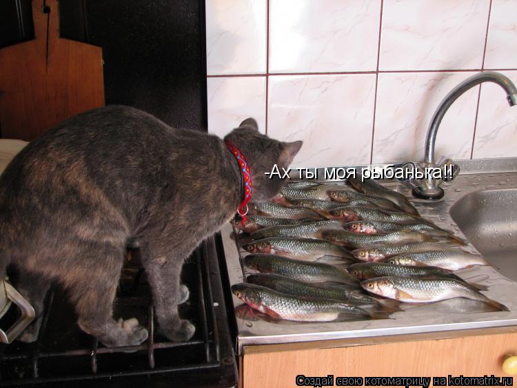 -Ах ты моя рыбанька!!... Котоматрица: -Ах ты моя рыбанька!!